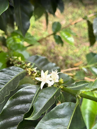 Panama - Geisha