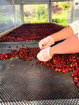 Panama - Geisha