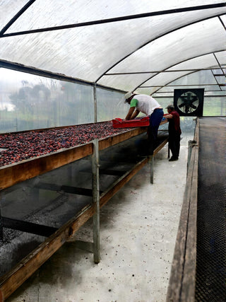 Panama - Yellow Bourbon