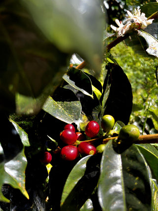 Panama - Yellow Bourbon